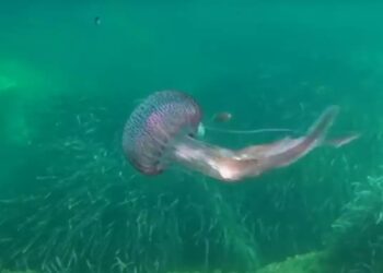 Μωβ μέδουσα: Μεγάλη έξαρση στις ελληνικές θάλασσες – Τι να κάνετε αν σας τσιμπήσει