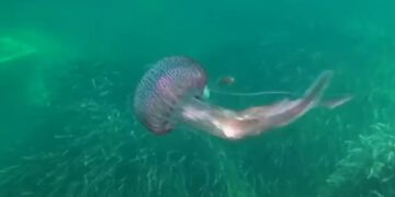 Alldaynews.gr Μωβ μέδουσα: Μεγάλη έξαρση στις ελληνικές θάλασσες – Τι να κάνετε αν σας τσιμπήσει
