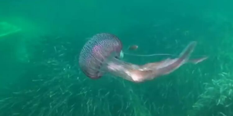 Alldaynews.gr Μωβ μέδουσα: Μεγάλη έξαρση στις ελληνικές θάλασσες – Τι να κάνετε αν σας τσιμπήσει