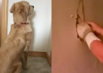 Ο σκύλος γάβγιζε κάθε μέρα στον τοίχο και έβαλε κpυφή κάμερα, μόλις ανακάλuψε τι κρυβόταν μέσα, έμεινε «κάγκελο»