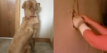 Alldaynews.gr Ο σκύλος γάβγιζε κάθε μέρα στον τοίχο και έβαλε κpυφή κάμερα, μόλις ανακάλuψε τι κρυβόταν μέσα, έμεινε «κάγκελο»