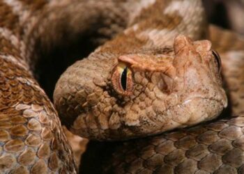 Μάζευε Κάπαρη και την δάγκωσε Οχιά-Κρίσιμες ώρες για την άτυχη 42χρονη[video]