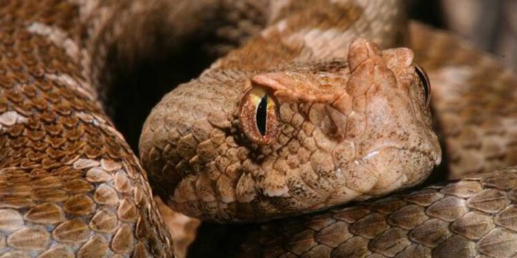 Μάζευε Κάπαρη και την δάγκωσε Οχιά-Κρίσιμες ώρες για την άτυχη 42χρονη[video]