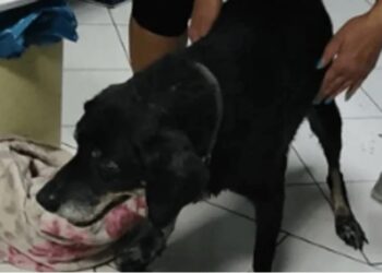 Αλυσόδεσε σκύλο σε προφυλακτήρα αυτοκινήτου και τον έσερνε – Οργή για τη νέα υπόθεση κακοποίησης ζώου (φωτο)