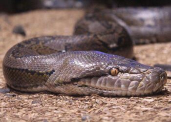 Στο μεταξύ, πύθωνας βρέθηκε σε σαλόνι σπιτιού στην Αγία Παρασκευή (φωτο)