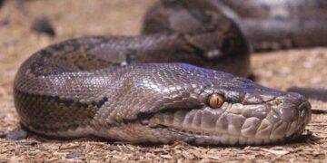 Alldaynews.gr Στο μεταξύ, πύθωνας βρέθηκε σε σαλόνι σπιτιού στην Αγία Παρασκευή (φωτο)