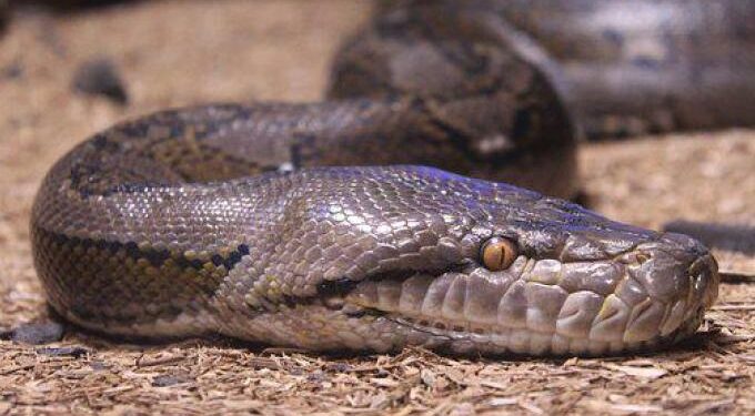 Alldaynews.gr Στο μεταξύ, πύθωνας βρέθηκε σε σαλόνι σπιτιού στην Αγία Παρασκευή (φωτο)