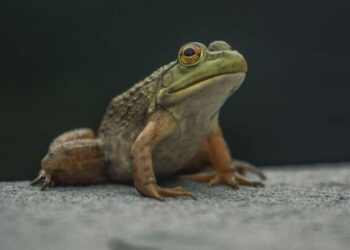 Χαμός σε εστιατόριο! Ακέφαλος βάτραχος πετάχτηκε από πιάτο[photos]