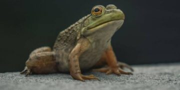 Χαμός σε εστιατόριο! Ακέφαλος βάτραχος πετάχτηκε από πιάτο[photos]