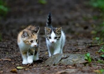 Φρίκη στη Θεσσαλονίκη: Τεμάχισαν νεογέννητα γατάκια και τα έβαλαν σε πιάτο σίτισης των αδέσποτων!