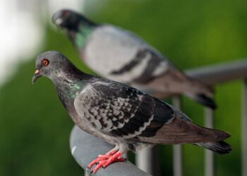 Θεσσαλονίκη: Αποκεφάλισε περιστέρι και έφαγε 12 μήνες φυλακή συν 5.000 ευρώ πρόστιμο – Τον μήνυσε συγγενής του