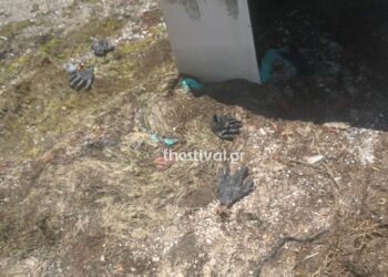 Θεσσαλονίκη: Το Λιμεναρχείο αναζητά πληροφορίες για το ακέφαλο πτώμα – Φέρει τατουάζ (φωτο)