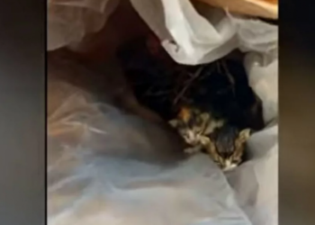 Κρήτη: Πέταξε γατάκια σε κάδο απορριμμάτων και έφαγε πρόστιμο 250.000 ευρώ! (video)