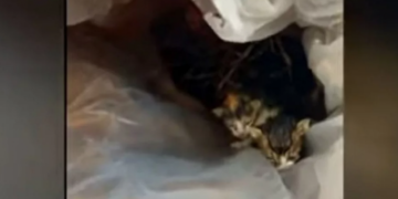 Κρήτη: Πέταξε γατάκια σε κάδο απορριμμάτων και έφαγε πρόστιμο 250.000 ευρώ! (video)