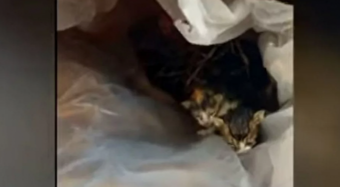 Κρήτη: Πέταξε γατάκια σε κάδο απορριμμάτων και έφαγε πρόστιμο 250.000 ευρώ! (video)