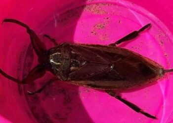 Alldaynews.gr Λάρισα-Της ”Έκοψε το αίμα”: Έκανε μπάνιο και είδε δίπλα της αυτό το αμφίβιο δηλητηριώδες σκαθάρι