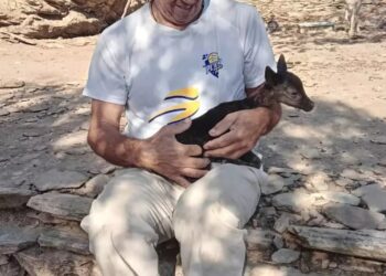 Άνδρος: Αυτό είναι το μαύρο ελάφι που γεννήθηκε σε φάρμα του νησιού – Η εξήγηση για το χρώμα του