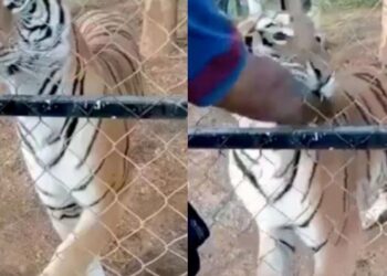 Η σοκαριστική στιγμή που τίγρης δαγκώνει τον 23χρονο φύλακα o oποίος αργότερα πέθανε από ανακοπή[video]