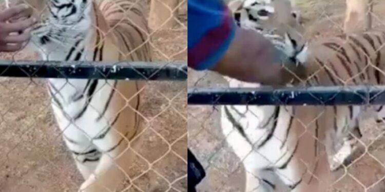 Η σοκαριστική στιγμή που τίγρης δαγκώνει τον 23χρονο φύλακα o oποίος αργότερα πέθανε από ανακοπή[video]