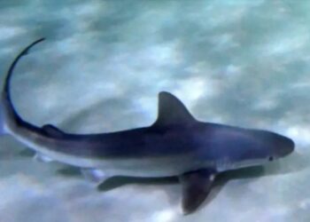 Καρχαρίας βγήκε στη… στεριά σε παραλία[video]