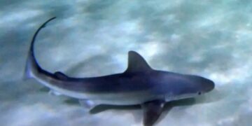 Καρχαρίας βγήκε στη… στεριά σε παραλία[video]