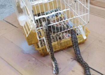 Τεράστιο Φίδι εισέβαλε σε σπίτι και έφαγε το καναρίνι![photos]