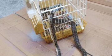 Τεράστιο Φίδι εισέβαλε σε σπίτι και έφαγε το καναρίνι![photos]