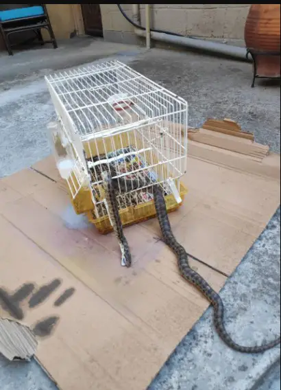 Τεράστιο Φίδι εισέβαλε σε σπίτι και έφαγε το καναρίνι![photos]