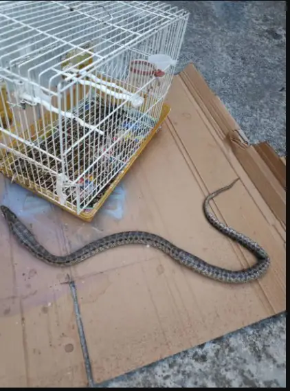 Τεράστιο Φίδι εισέβαλε σε σπίτι και έφαγε το καναρίνι![photos]