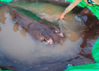 Σκέτο Τέρας! Έβγαλαν Σαλάχι 300 κιλών! Πως το ονόμασαν[photos]