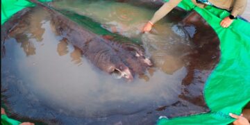 Σκέτο Τέρας! Έβγαλαν Σαλάχι 300 κιλών! Πως το ονόμασαν[photos]