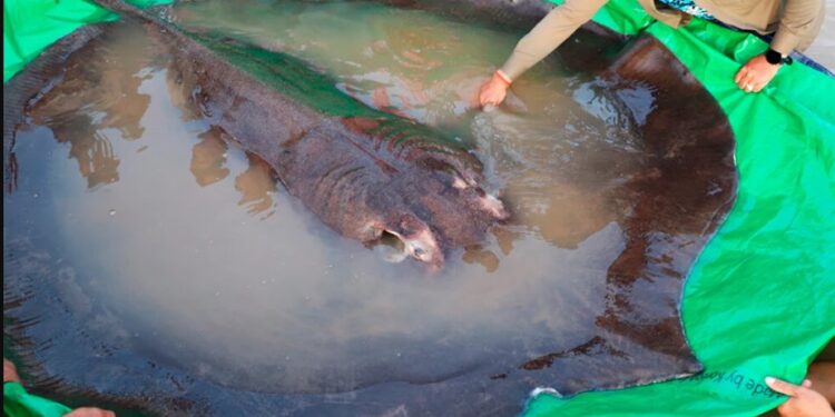 Σκέτο Τέρας! Έβγαλαν Σαλάχι 300 κιλών! Πως το ονόμασαν[photos]