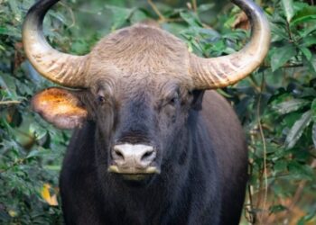 Σοκ σε εθνικό πάρκο στις ΗΠΑ: Βίσωνας κατασπάραξε γυναίκα αφού πρώτα την πέταξε στον αέρα