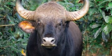 Σοκ σε εθνικό πάρκο στις ΗΠΑ: Βίσωνας κατασπάραξε γυναίκα αφού πρώτα την πέταξε στον αέρα