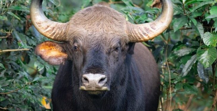 Σοκ σε εθνικό πάρκο στις ΗΠΑ: Βίσωνας κατασπάραξε γυναίκα αφού πρώτα την πέταξε στον αέρα