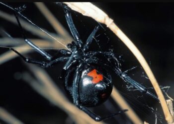 Alldaynews.gr Πήγε στο νοσοκομείο της Πάτρας γιατί πονούσε και του είπαν πως…τον τσίμπησε η αράχνη “μαύρη χήρα”