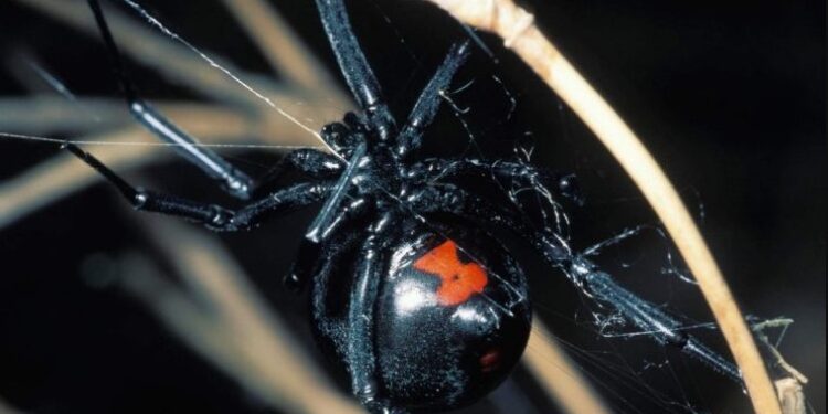 Alldaynews.gr Πήγε στο νοσοκομείο της Πάτρας γιατί πονούσε και του είπαν πως…τον τσίμπησε η αράχνη “μαύρη χήρα”