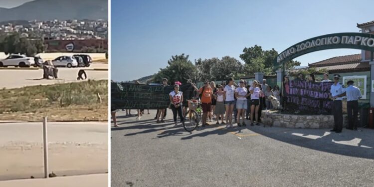 Alldaynews.gr Αττικό Ζωολογικό Πάρκο: «Πόλεμος» πάνω από τον νεκρό χιμπατζή