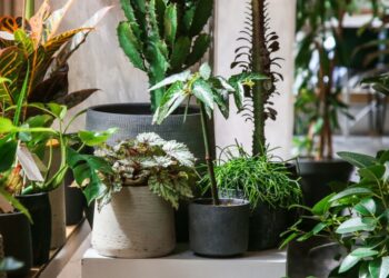 Τεράστια προσοχή σε αυτό το συγκεκριμένο φυτό! Είναι το πιο επικίνδυνο και μπορεί μέχρι και να…