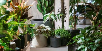 Alldaynews.gr Τεράστια προσοχή σε αυτό το συγκεκριμένο φυτό! Είναι το πιο επικίνδυνο και μπορεί μέχρι και να…