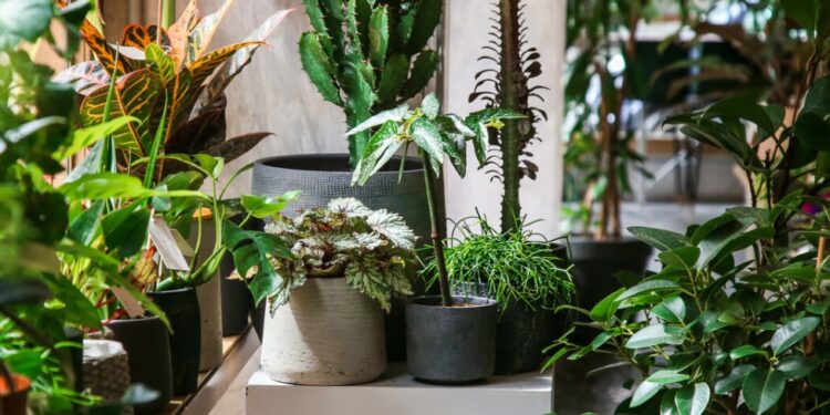 Alldaynews.gr Τεράστια προσοχή σε αυτό το συγκεκριμένο φυτό! Είναι το πιο επικίνδυνο και μπορεί μέχρι και να…