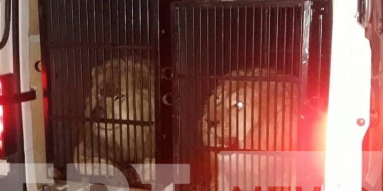 Προμαχώνας: Εντόπισαν δύο λιοντάρια και μια τίγρη με προορισμό τη Μύκονο