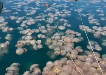 Μετά τις μωβ μέδουσες στις ελληνικές θάλασσες έρχονται και οι γαλάζιες – Η τρομακτική εικόνα