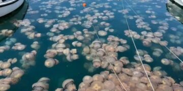 Alldaynews.gr Μετά τις μωβ μέδουσες στις ελληνικές θάλασσες έρχονται και οι γαλάζιες – Η τρομακτική εικόνα