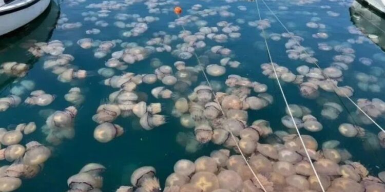 Alldaynews.gr Μετά τις μωβ μέδουσες στις ελληνικές θάλασσες έρχονται και οι γαλάζιες – Η τρομακτική εικόνα