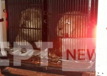 Λιοντάρια και τίγρεις περιείχε φορτίο με προορισμό τη Μύκονο – Άφωνοι οι ελεγκτές (φωτο)