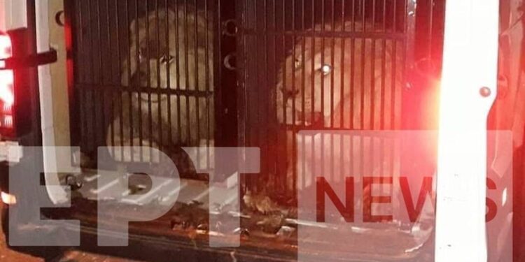 Λιοντάρια και τίγρεις περιείχε φορτίο με προορισμό τη Μύκονο – Άφωνοι οι ελεγκτές (φωτο)