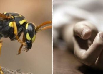 Νέα Τραγωδία: Άντρας Νεκρός από τσιμπήματα σφήκας