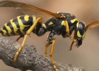 Τραγωδία: Τον τσίμπησε σφήκα και πέθανε μέσα σε λίγα λεπτά