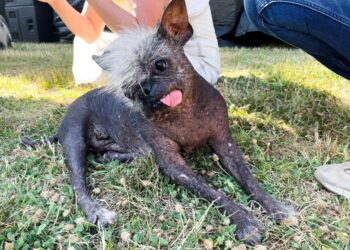 Αυτός είναι ο σκύλος που ψηφίστηκε ως ο πιο άσχημος για το 2022